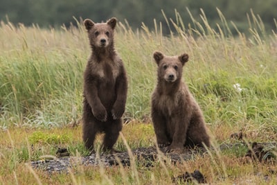 Two grizzly bears upon the green grass
